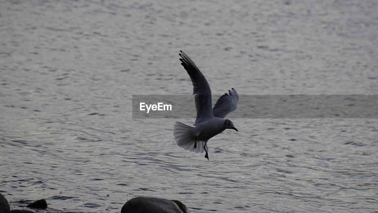 BIRDS FLYING OVER WATER