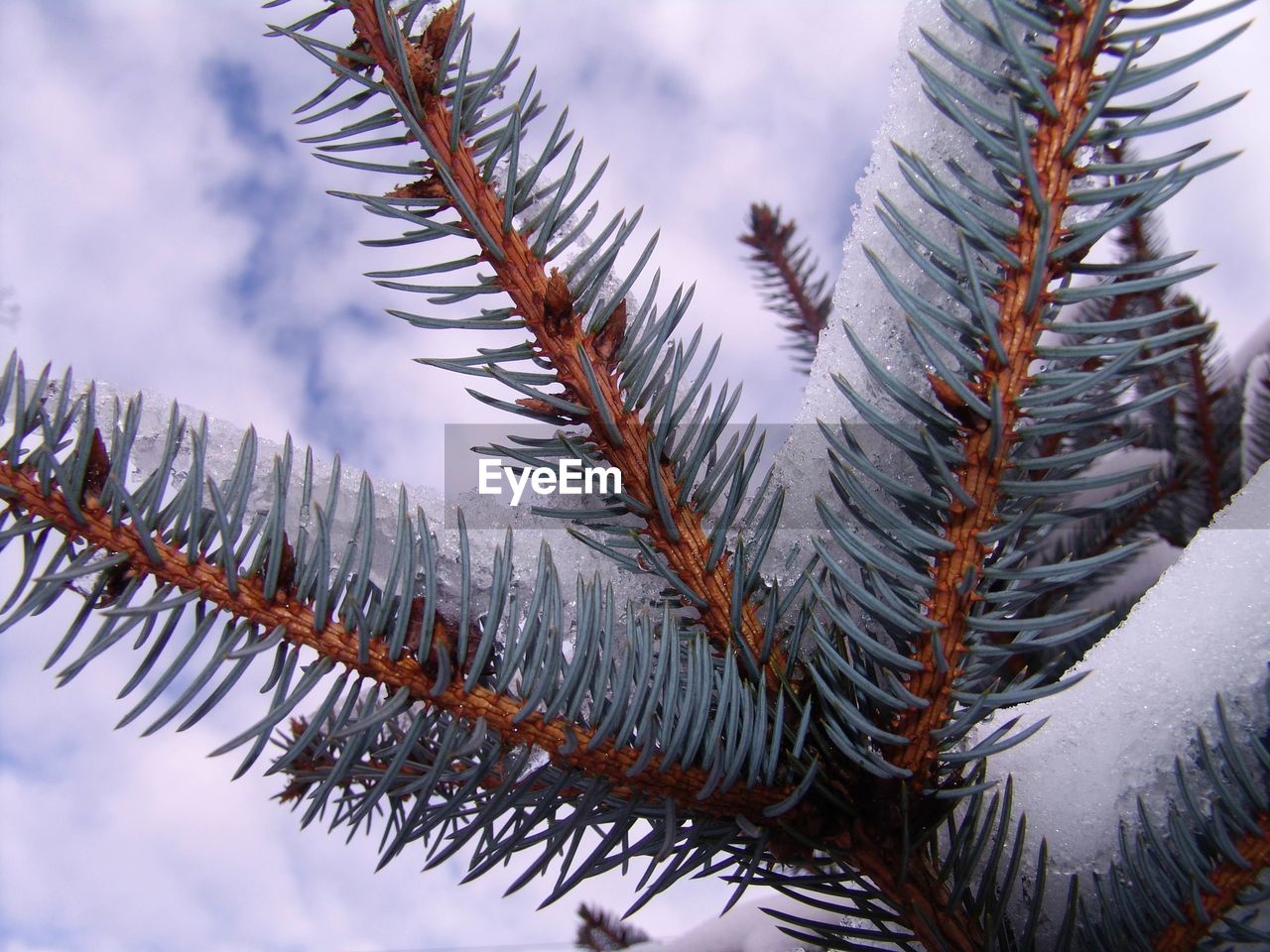 Close-up of pine tree during winter