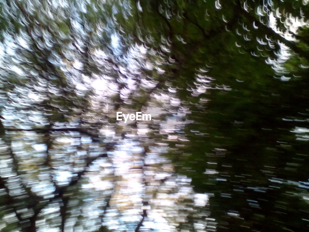 LOW ANGLE VIEW OF TREES AGAINST SKY