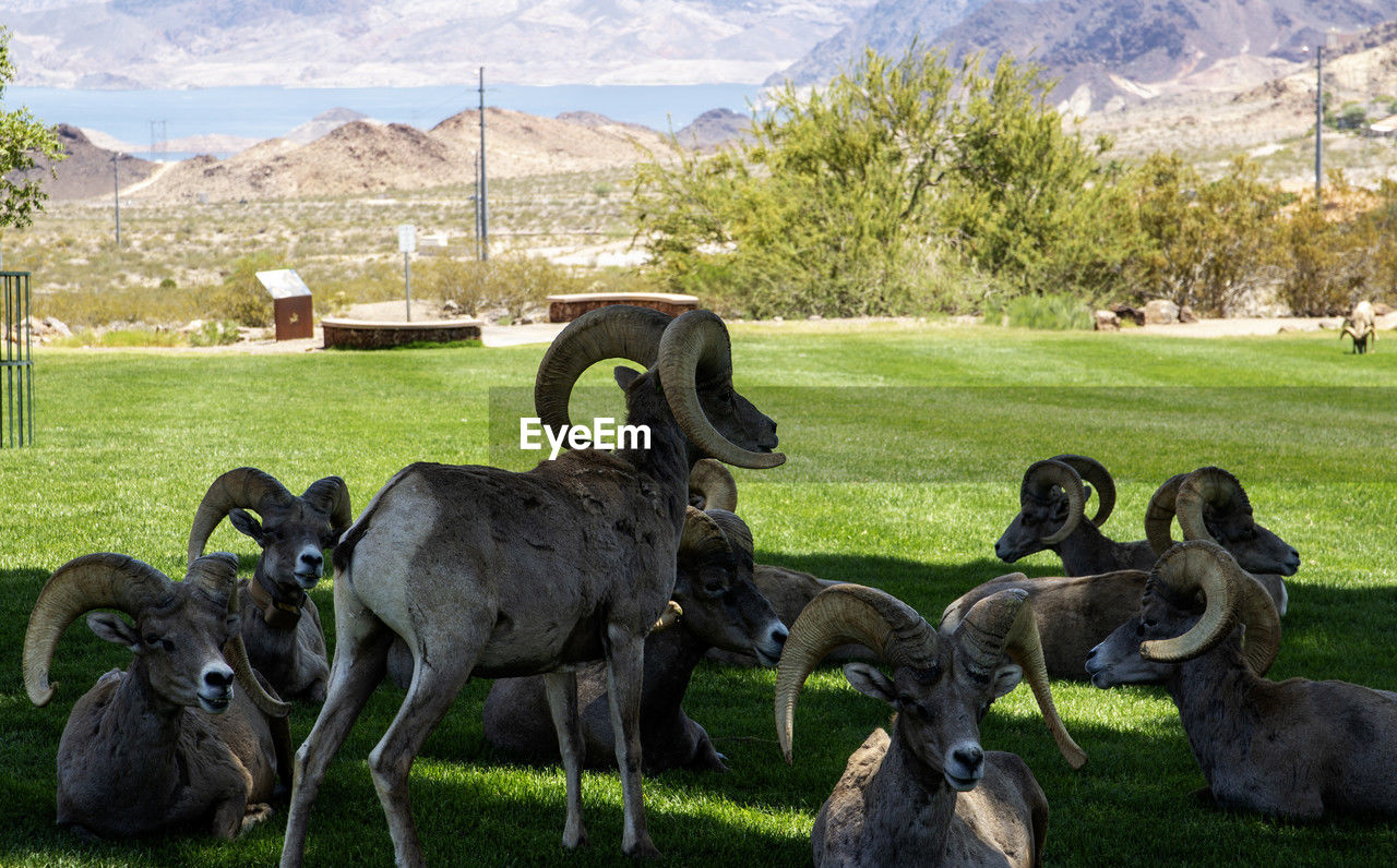 grass, animal, animal themes, sheep, mammal, plant, nature, group of animals, mountain, argali, field, no people, landscape, pasture, herd, animal wildlife, land, bighorn, day, domestic animals, environment, wildlife, livestock, mountain range, green, outdoors, beauty in nature, agriculture, plain, farm, sunlight, sky