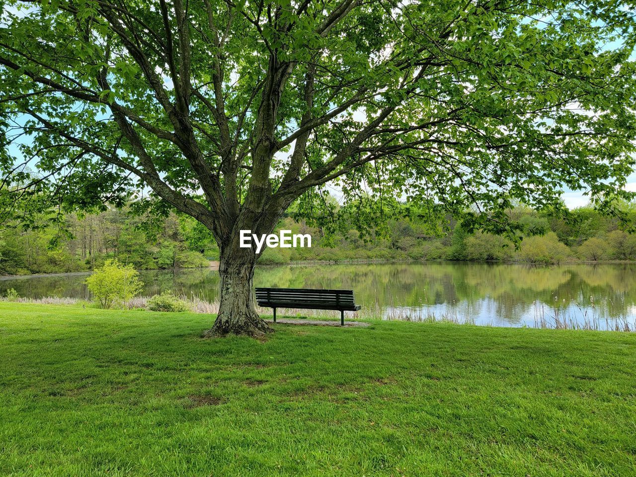 Bench in park by lake