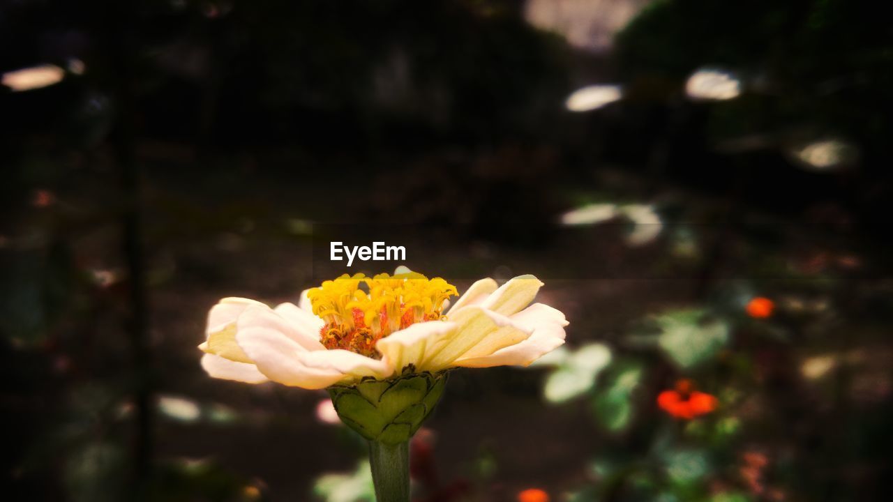 CLOSE-UP OF YELLOW FLOWER