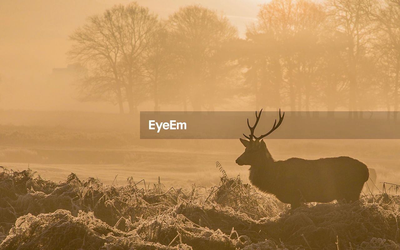 Silhouette deer on field against sky during sunset