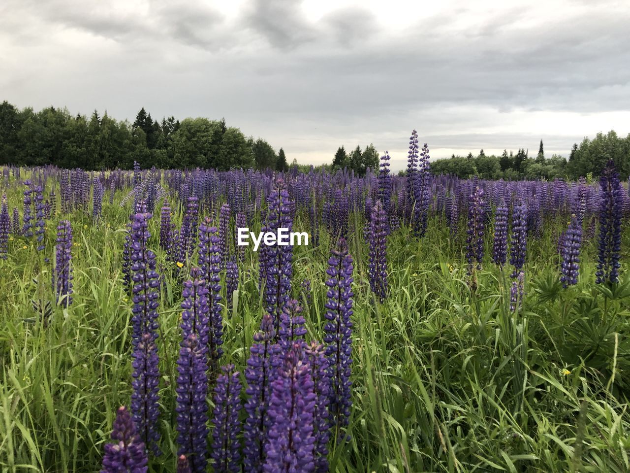 Purple flowering plants on field against sky