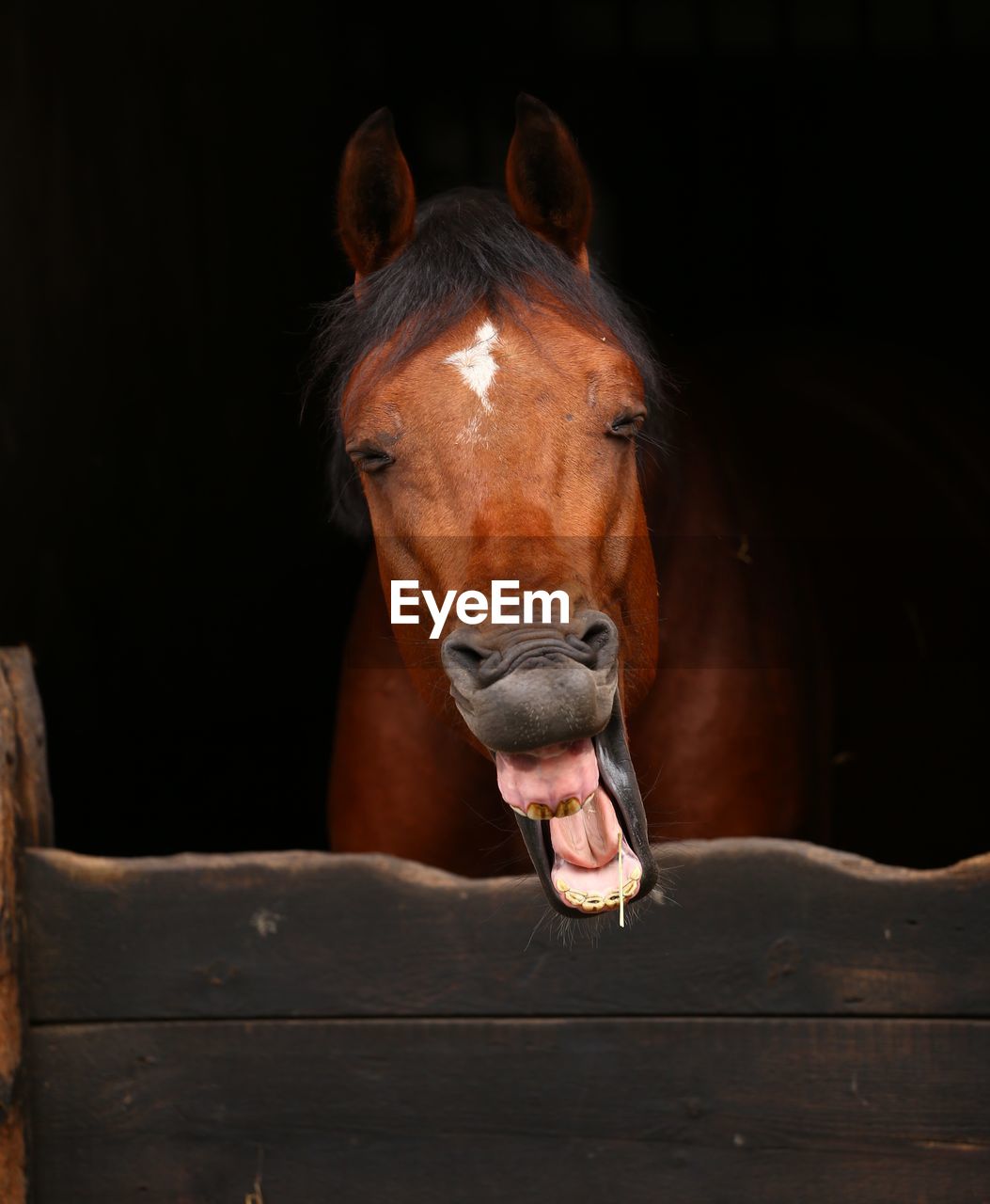 Portrait of horse in stable