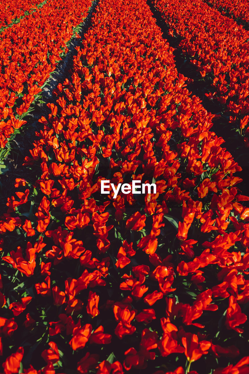 Full frame shot of red tulips field