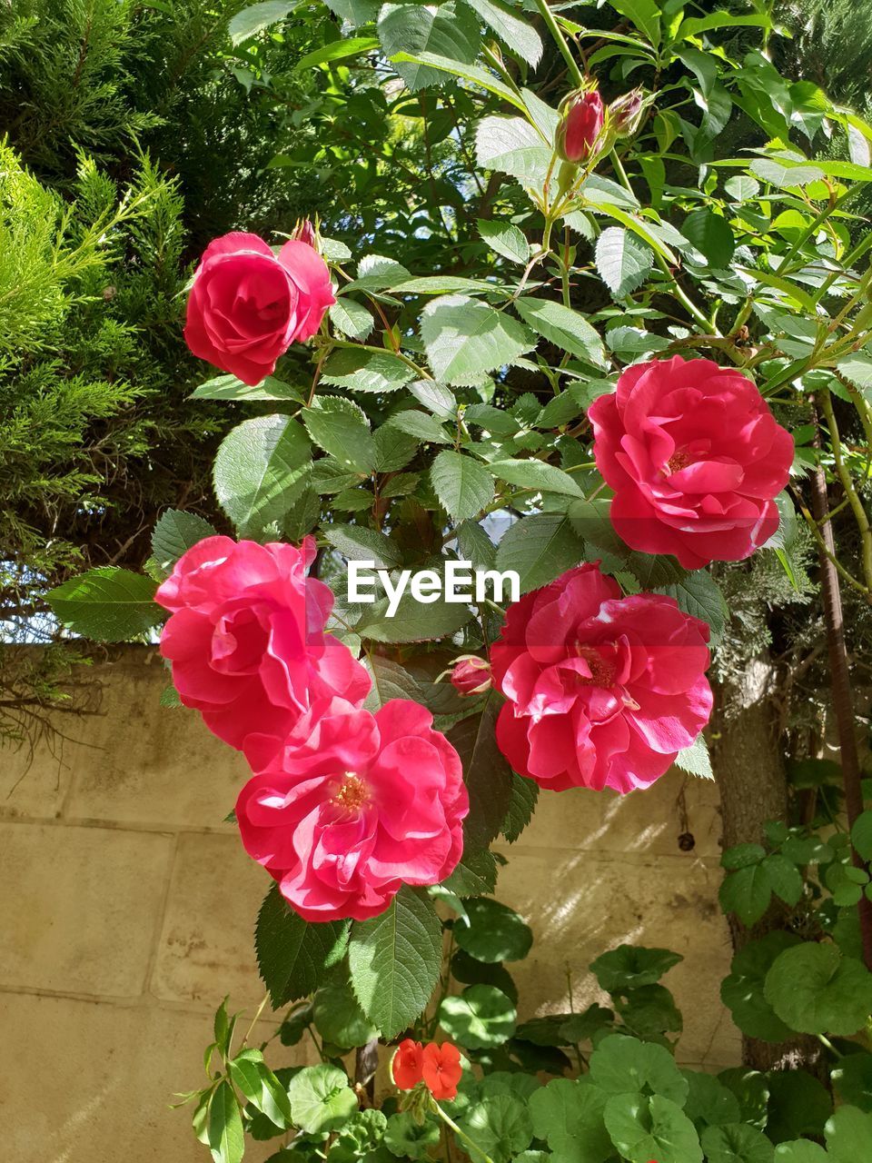 CLOSE-UP OF PINK ROSE WITH RED ROSES