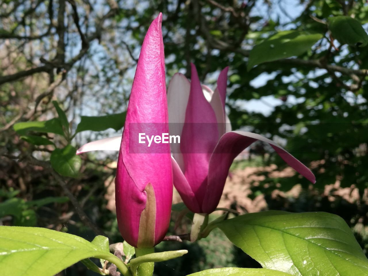 CLOSE-UP OF PINK FLOWER BLOOMING AGAINST TREES