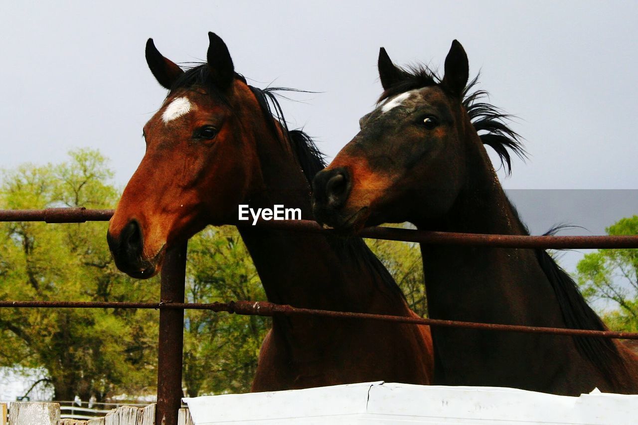 CLOSE-UP OF HORSES