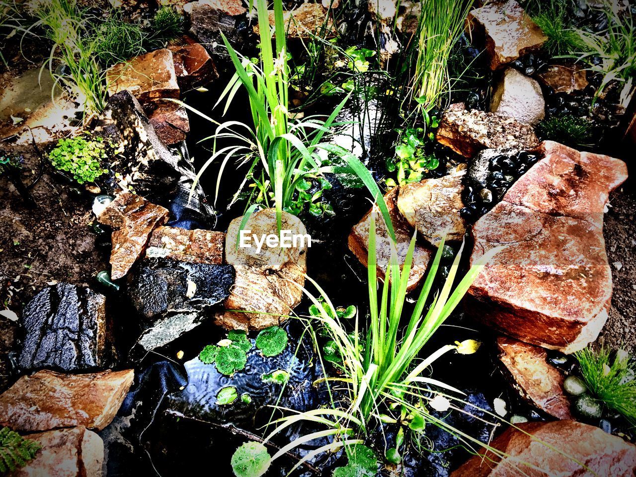 CLOSE-UP OF MUSHROOM GROWING ON PLANT IN FOREST