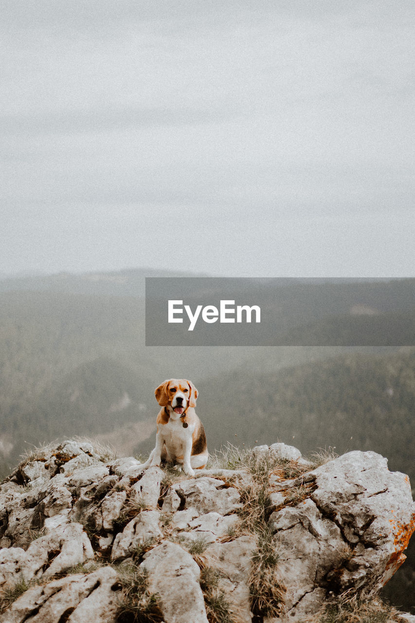 Dog standing on rock