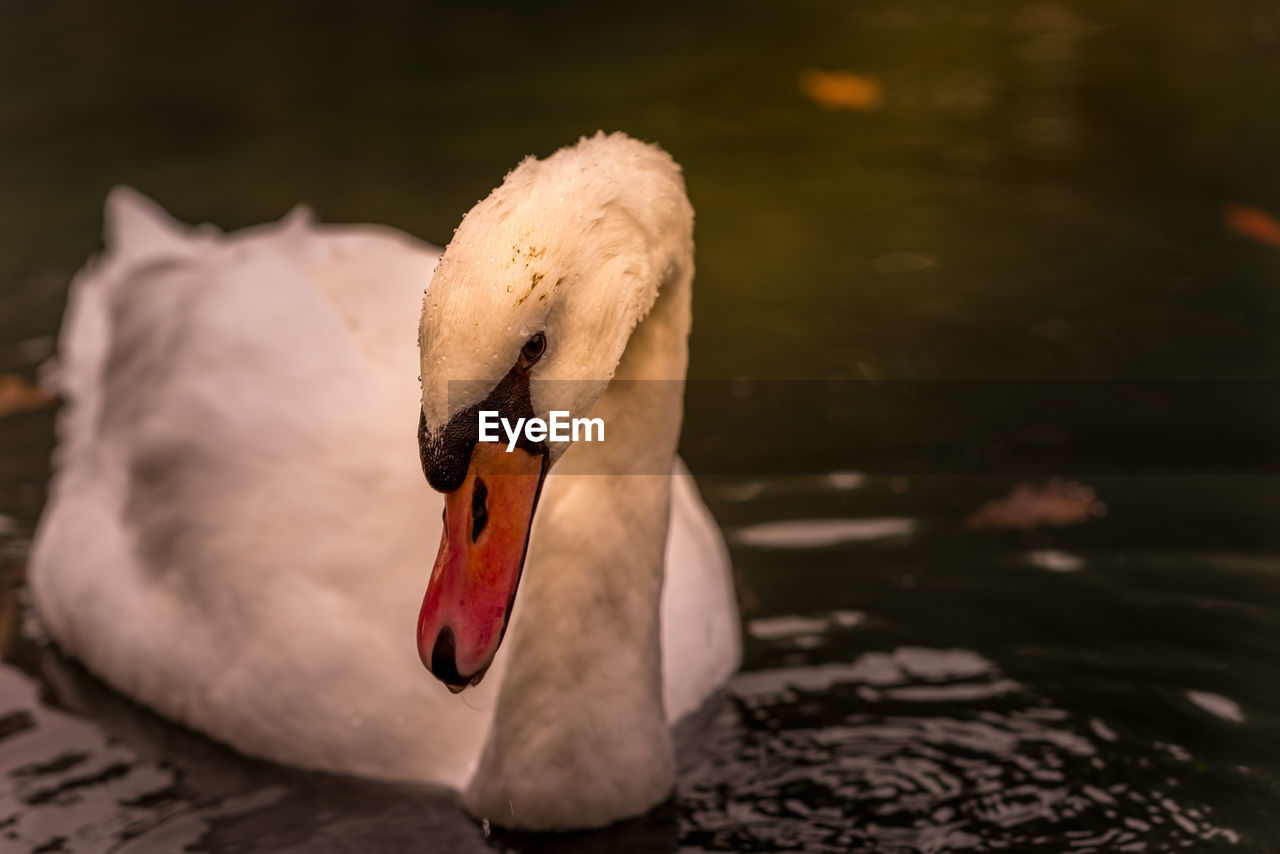 CLOSE-UP OF SWAN FLOATING IN LAKE