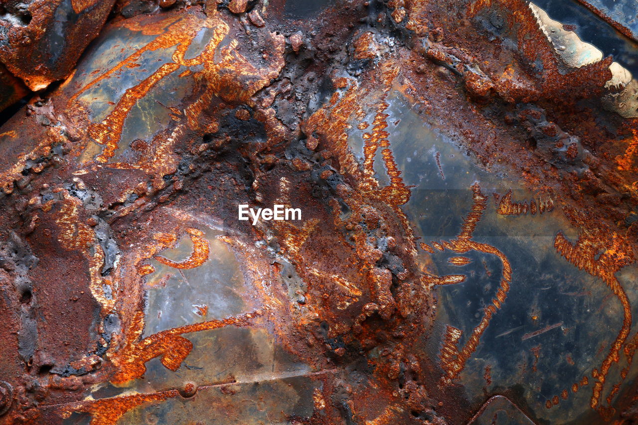 CLOSE-UP OF STARFISH ON A ROCK