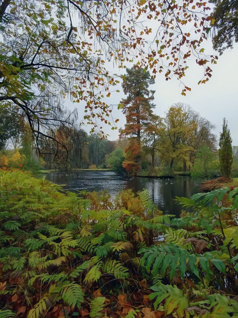 SCENIC VIEW OF LAKE AGAINST TREES