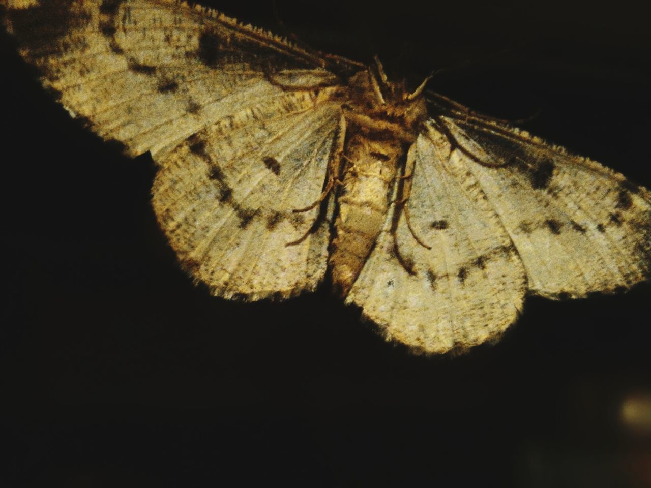 CLOSE-UP OF BUTTERFLY