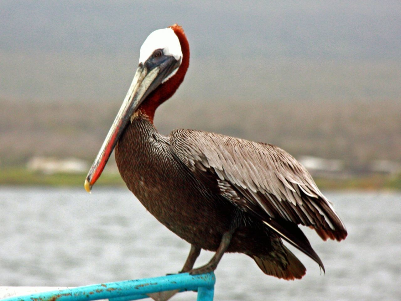 CLOSE-UP OF BIRD ON RAILING