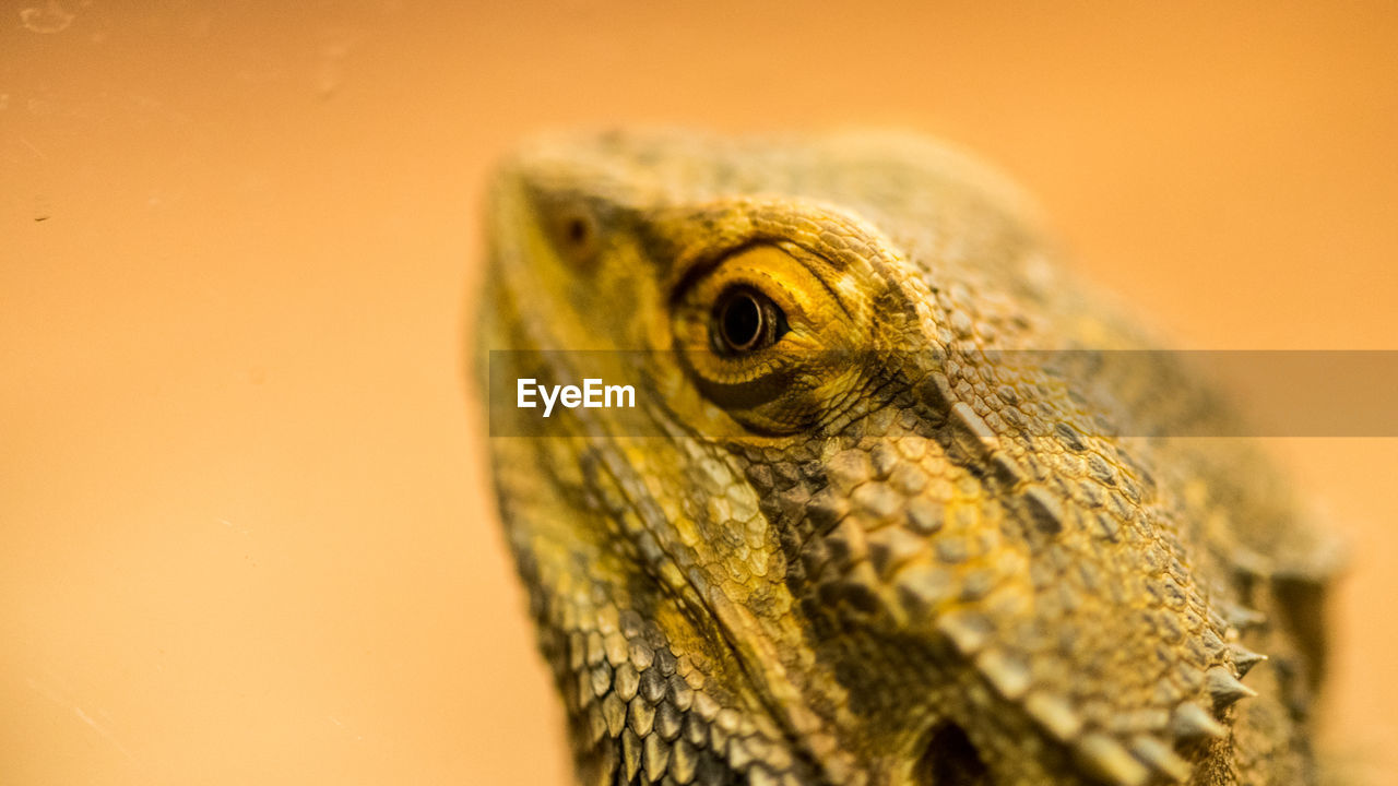 Close-up of a lizard