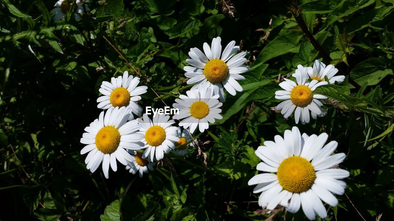 CLOSE-UP OF WHITE DAISY FLOWERS