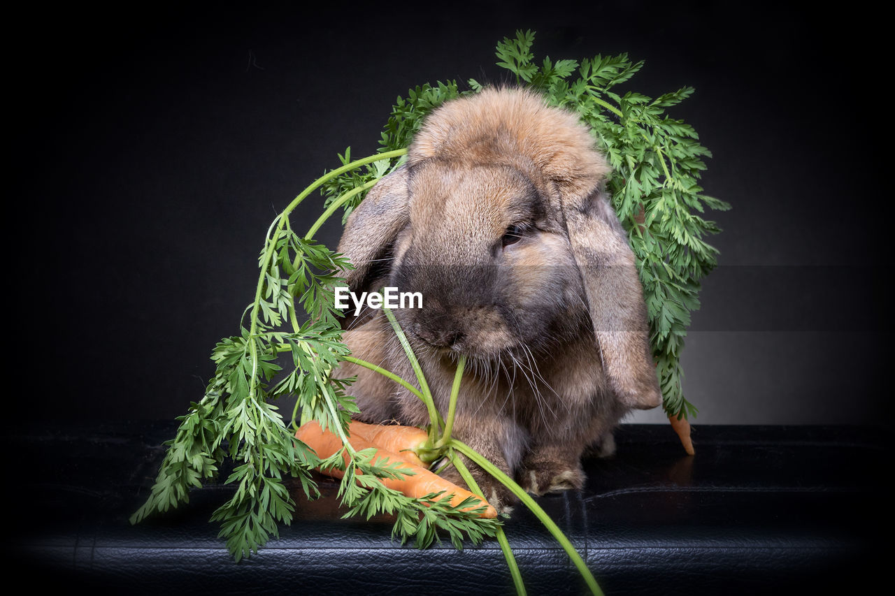 Close-up of rabbit eating carrot against black background