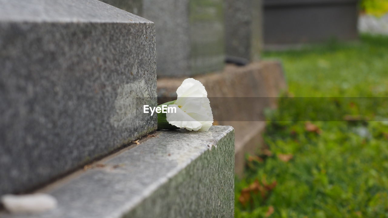 green, cemetery, grave, plant, tombstone, flower, day, no people, death, nature, flowering plant, outdoors, sadness, stone, stone material, selective focus, close-up, yellow, focus on foreground, architecture, grass, memorial, emotion