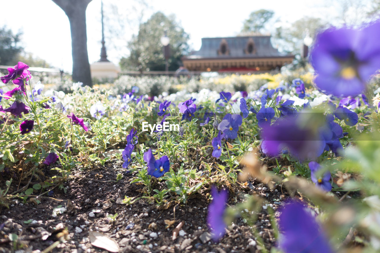 PURPLE FLOWERS BLOOMING ON FIELD