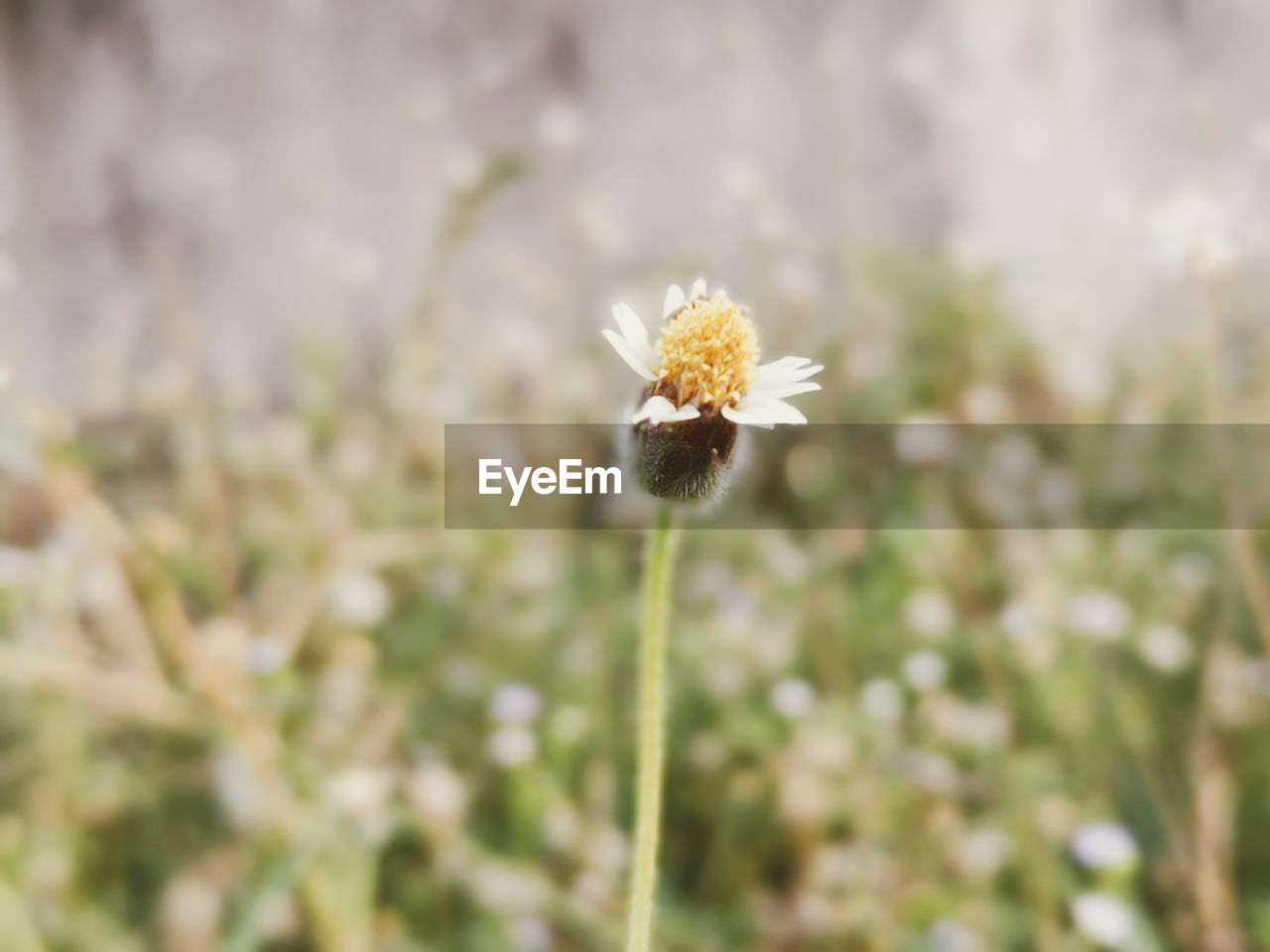 Close-up of flowering plant