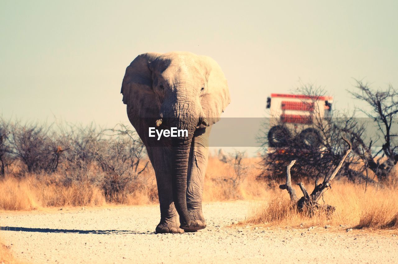 African elephant walking on dirt road against sky at etosha national park