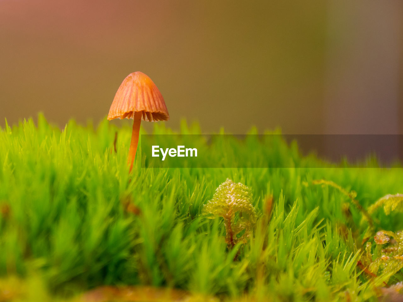 CLOSE-UP OF MUSHROOMS GROWING ON LAND