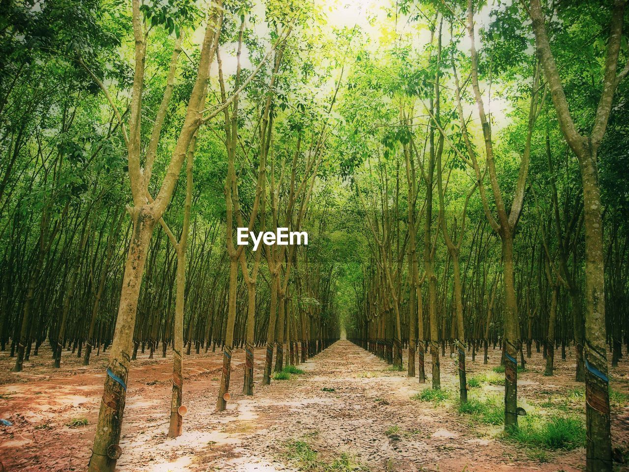 Walkway amidst trees at forest