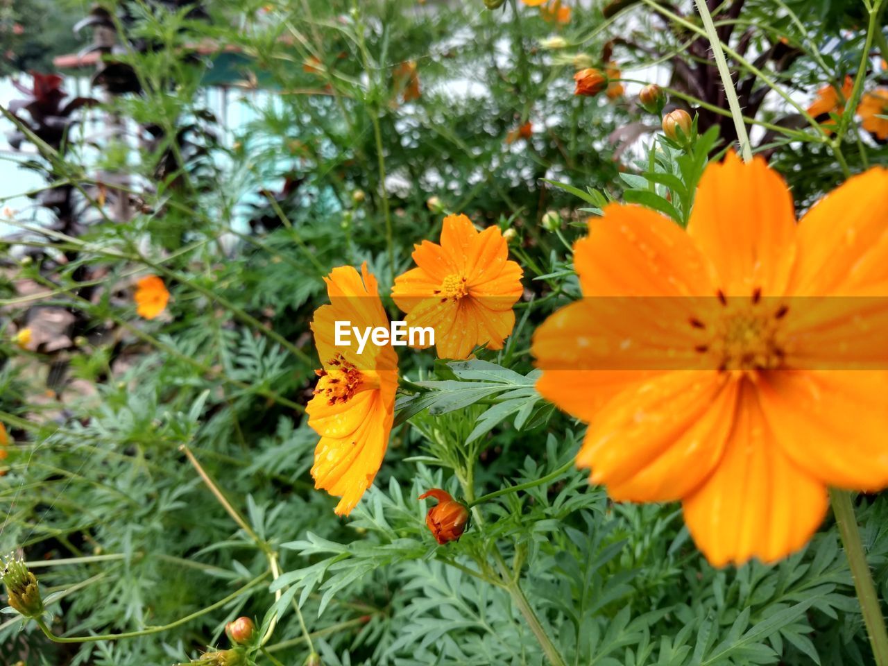 CLOSE-UP OF ORANGE FLOWER BLOOMING OUTDOORS