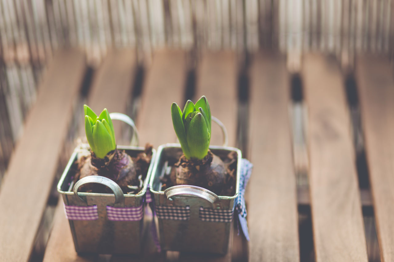 Close-up of potted plant on table