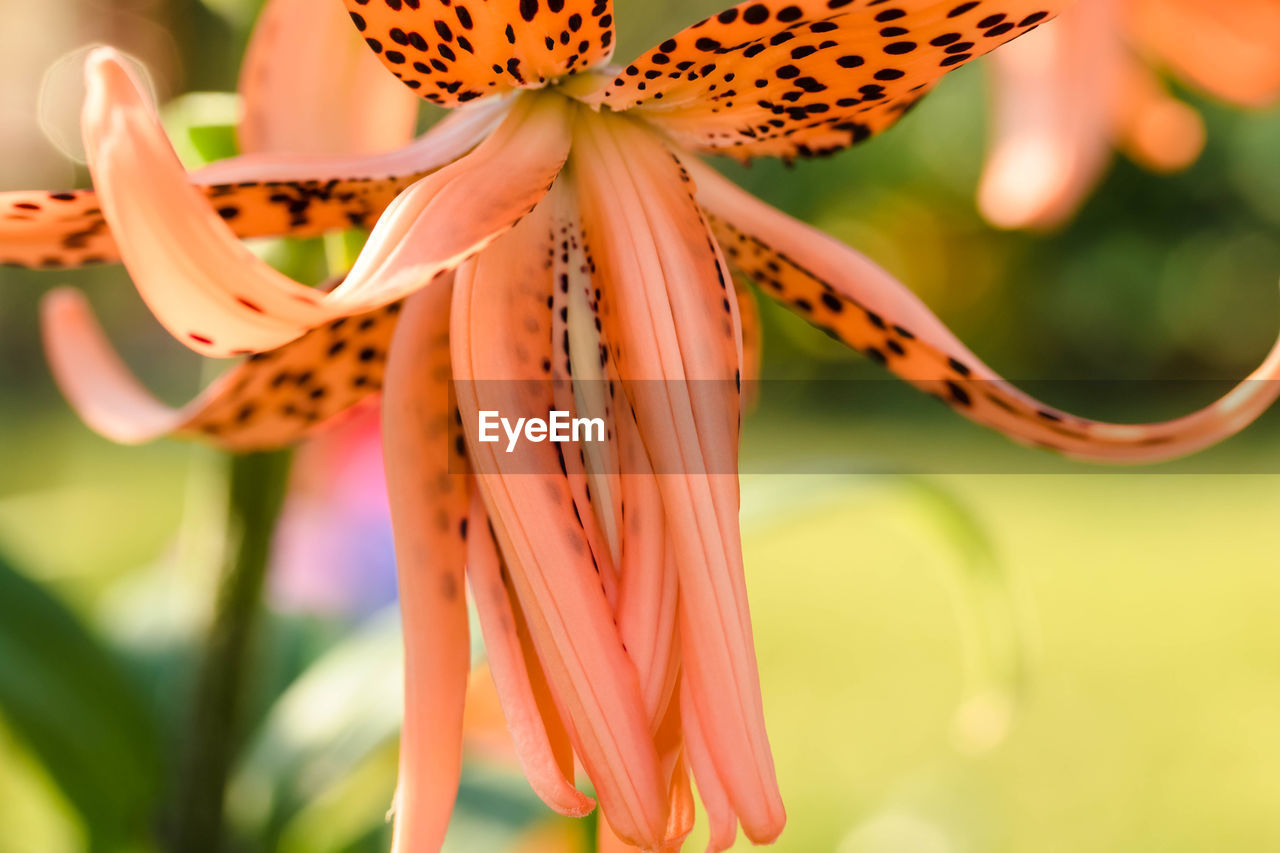 CLOSE-UP OF ORANGE LILY OF PLANT