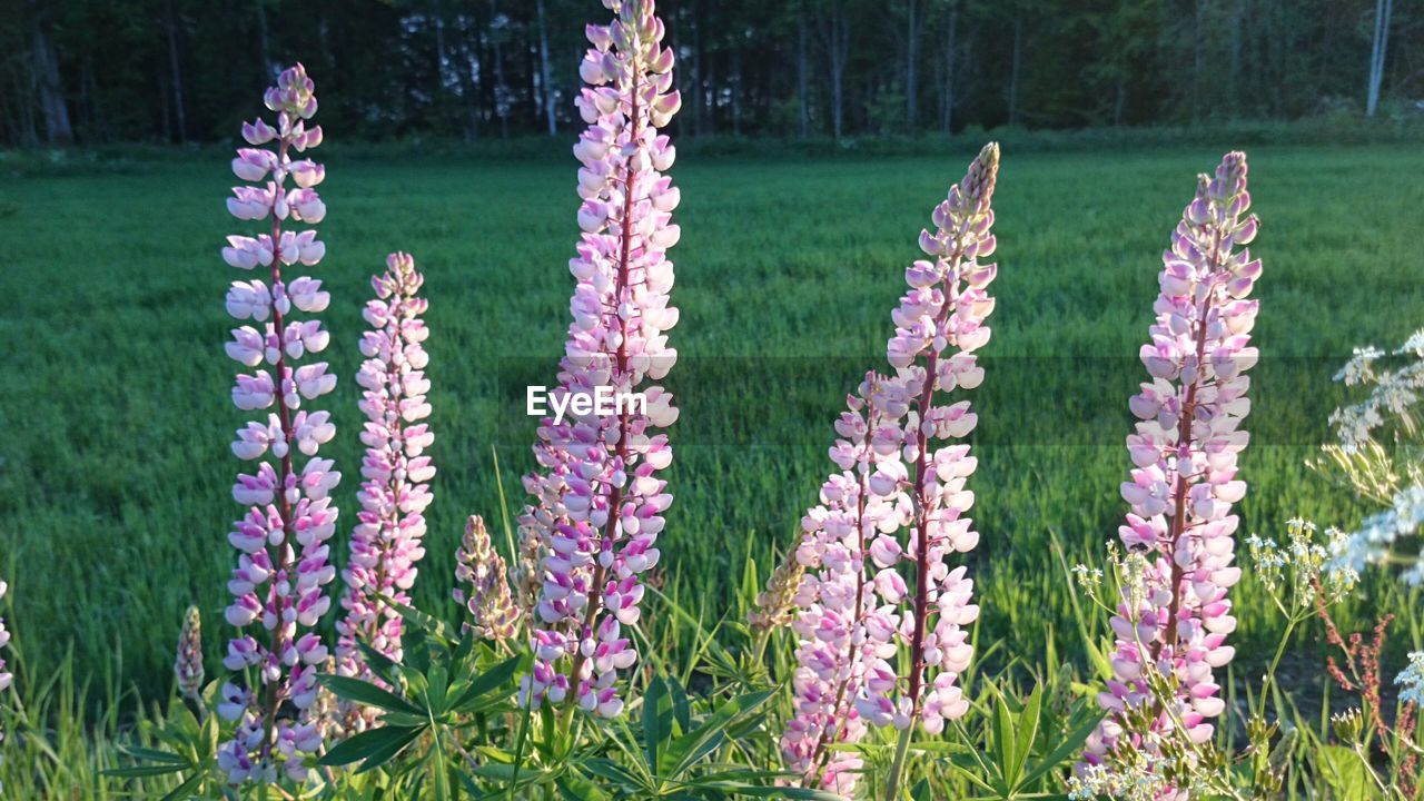 Close-up of purple flowers