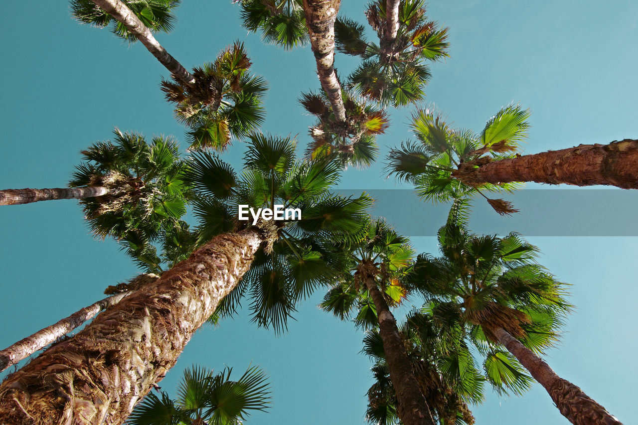 Low angle view of coconut palm tree against sky