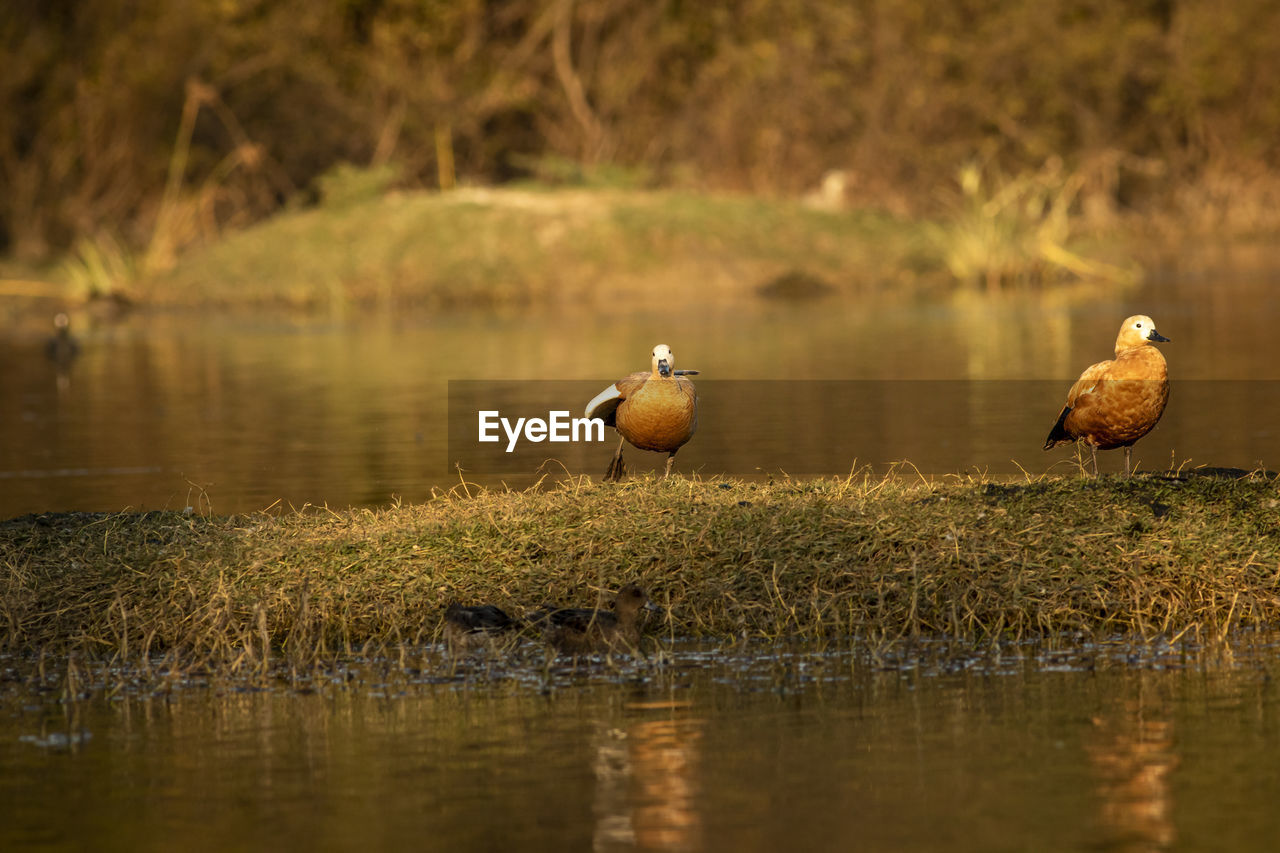 BIRD ON A LAKE