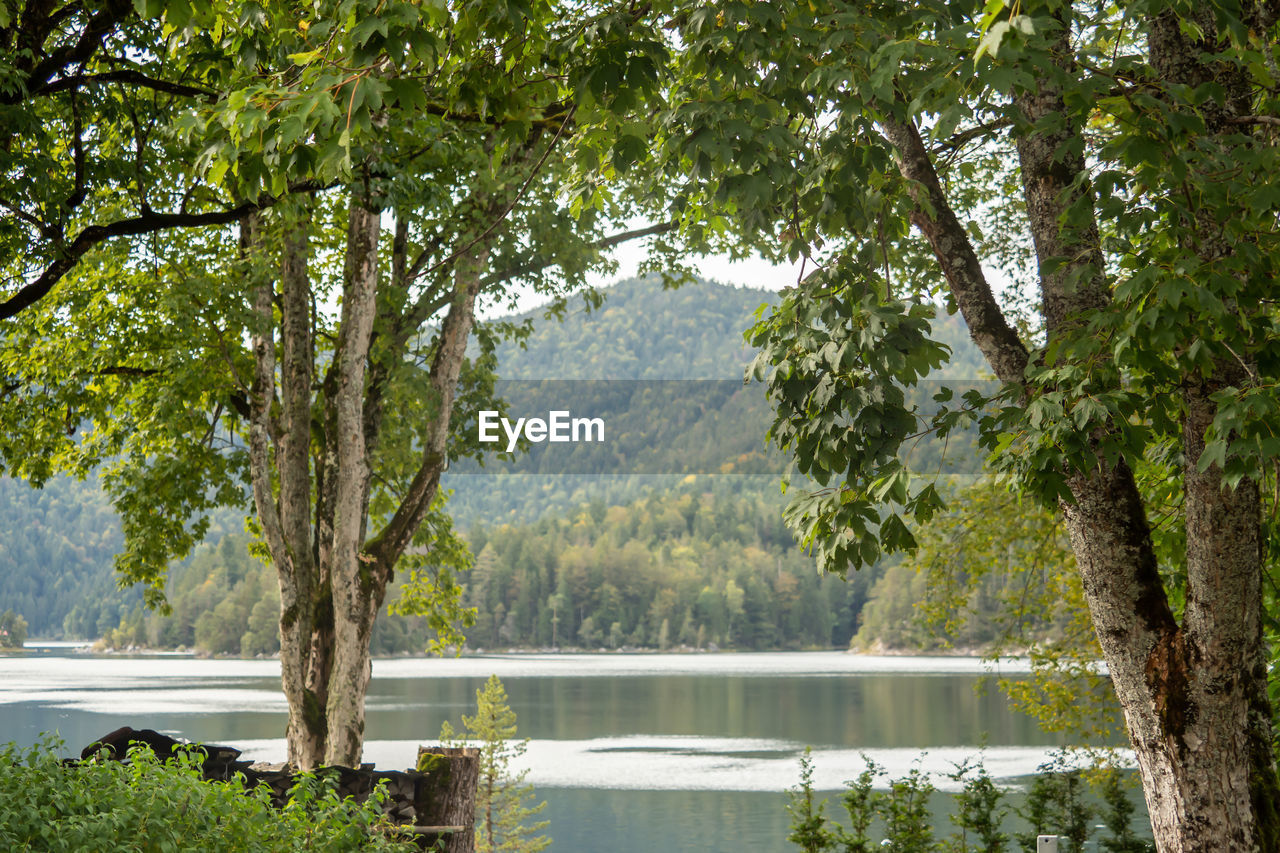 TREES BY LAKE IN FOREST