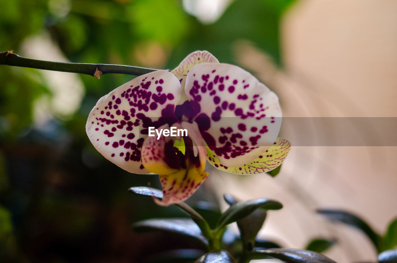 plant, flower, beauty in nature, flowering plant, nature, close-up, freshness, macro photography, blossom, fragility, focus on foreground, petal, no people, growth, flower head, outdoors, animal themes, animal, animal wildlife, inflorescence, orchid, pink, springtime, summer, insect, environment, selective focus