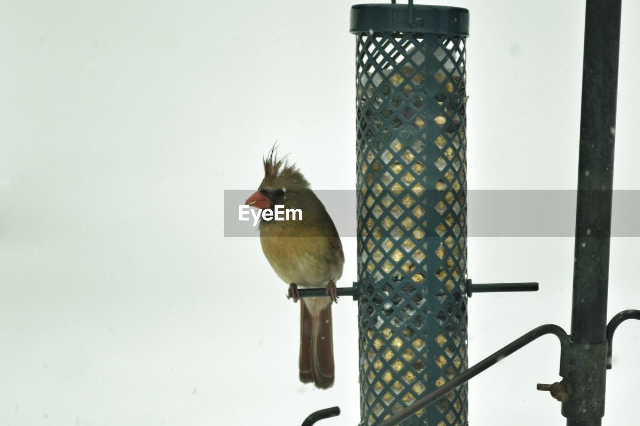 bird, animal, animal themes, animal wildlife, perching, one animal, wildlife, no people, day, nature, metal, outdoors