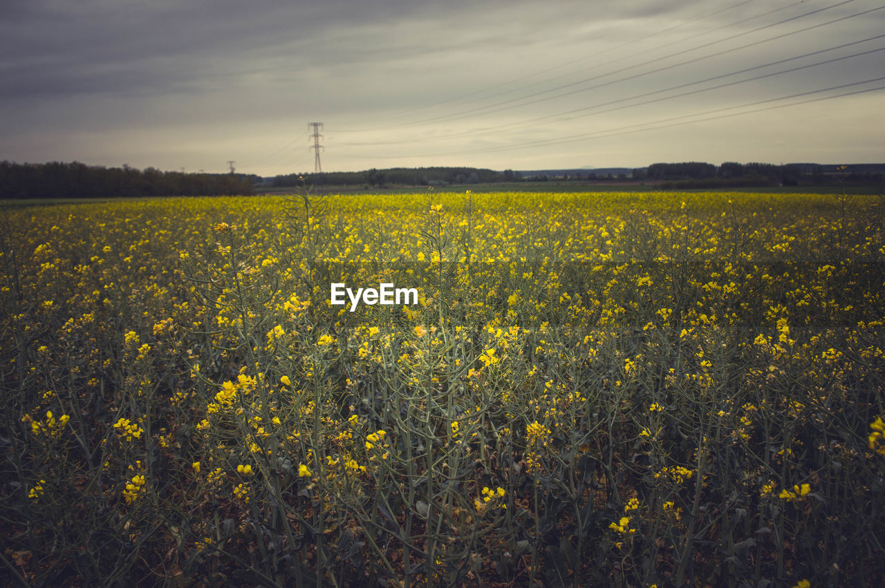 SCENIC VIEW OF RURAL LANDSCAPE