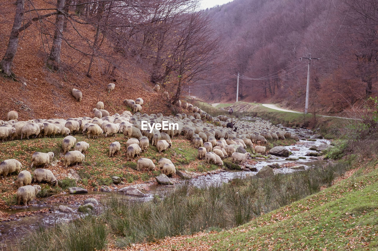 FLOCK OF SHEEP ON FIELD BY TREES