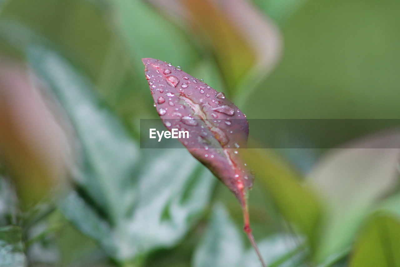 CLOSE-UP OF WATER DROPS ON PURPLE ROSE