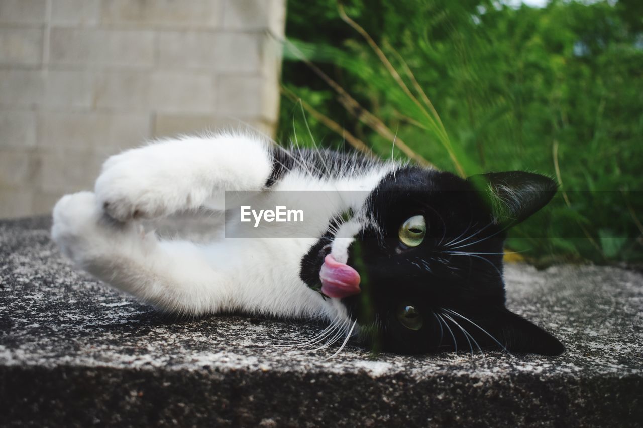 CLOSE-UP OF A CAT LYING ON THE GROUND