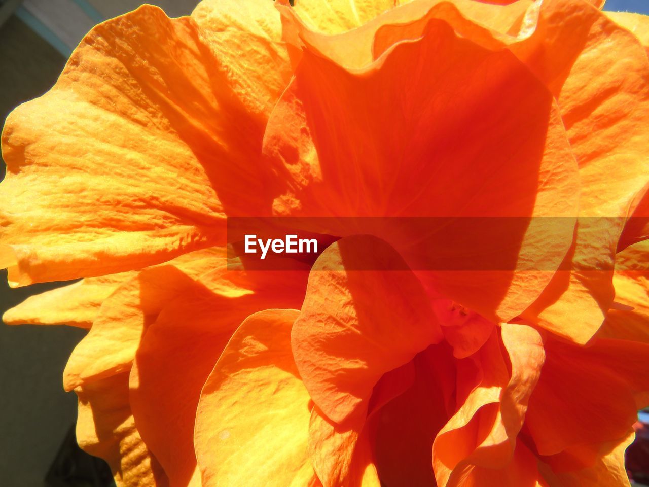 CLOSE-UP OF ORANGE DAY LEAVES