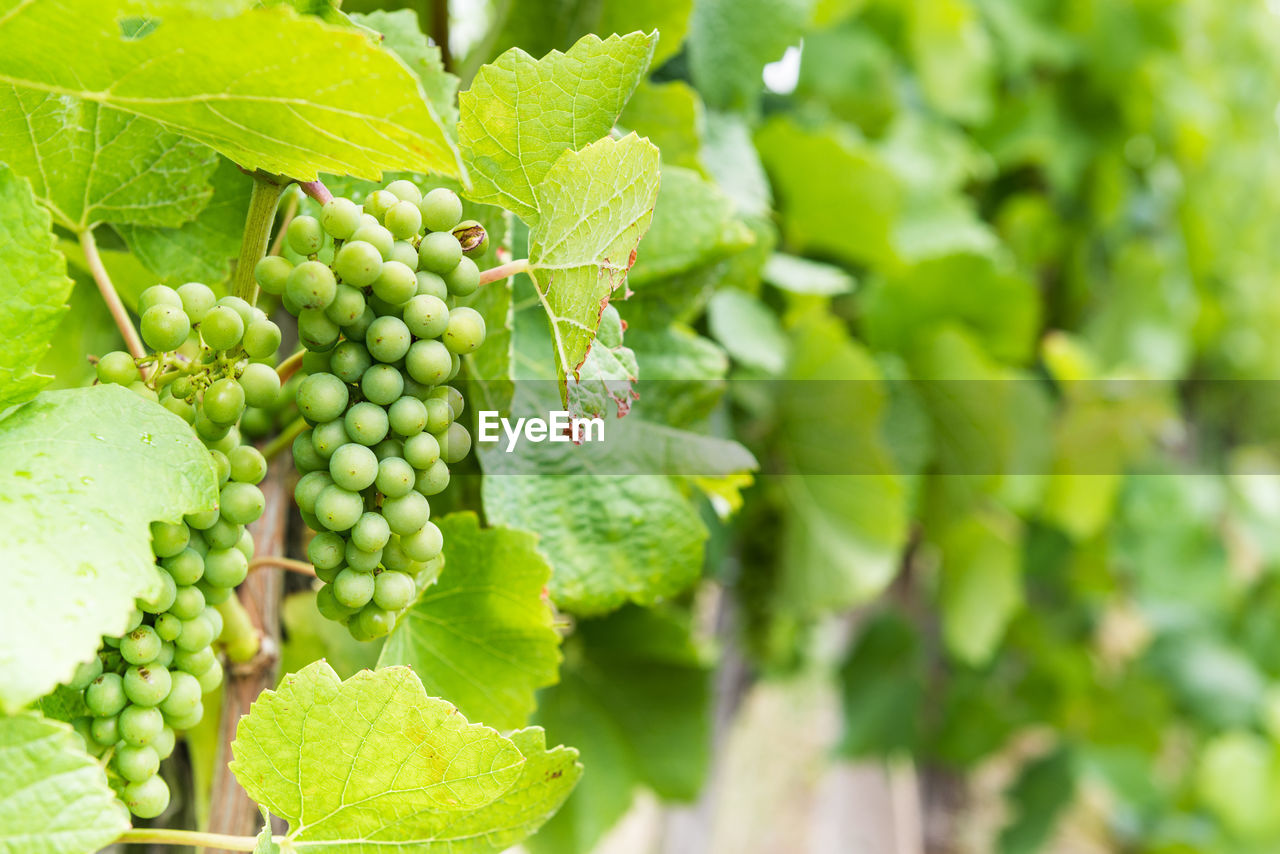 CLOSE-UP OF GRAPES IN VINEYARD