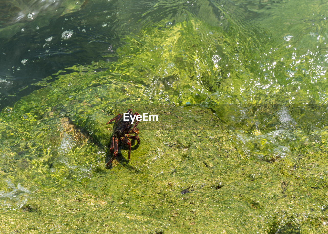 High angle view of crab on rocks by sea