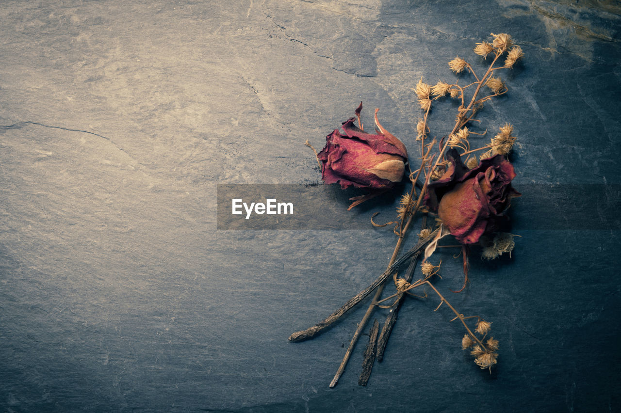 High angle view of dry flowers on rock