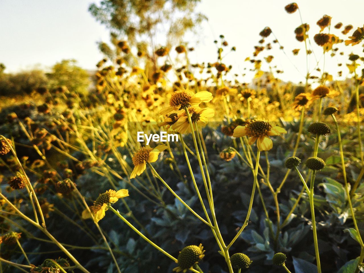 plant, yellow, beauty in nature, flower, nature, sky, growth, field, flowering plant, landscape, sunlight, land, freshness, rural scene, agriculture, environment, no people, sunflower, crop, grass, leaf, tranquility, focus on foreground, close-up, sunset, flower head, summer, outdoors, prairie, scenics - nature, meadow, wildflower, food, non-urban scene, springtime, fragility, farm, day, vibrant color, plant part, inflorescence, tranquil scene, plain, back lit, sun, cereal plant, clear sky, blossom, green, petal