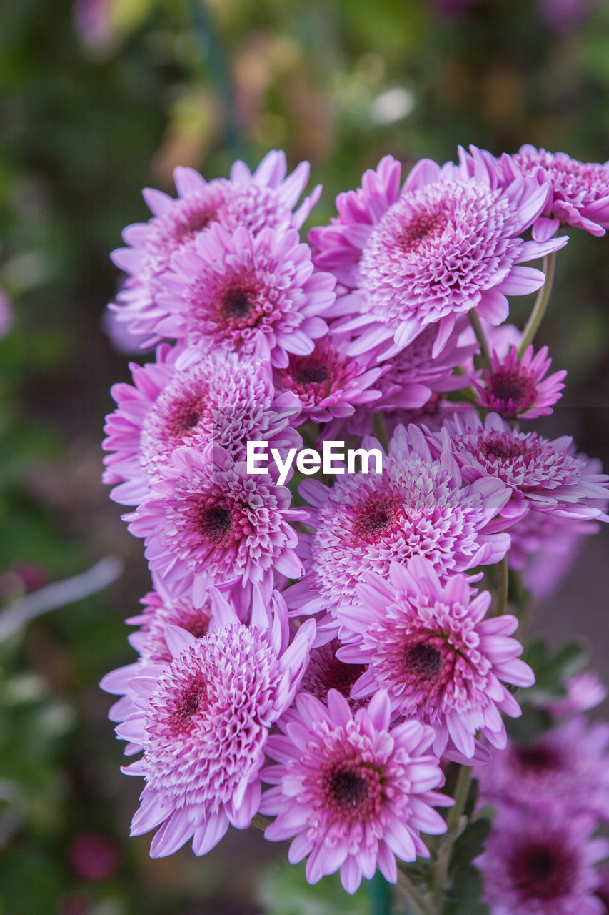 Close-up of purple flowers blooming outdoors