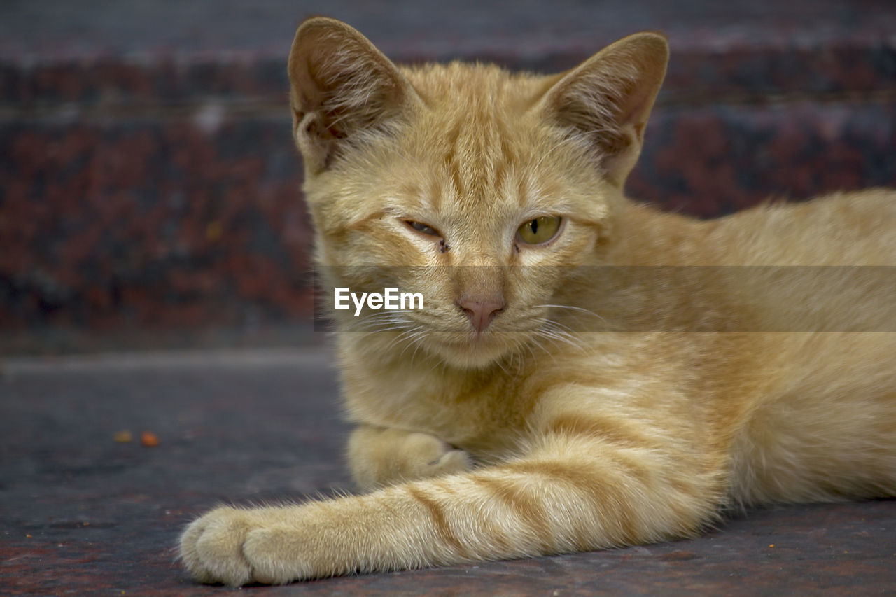 CLOSE-UP PORTRAIT OF GINGER CAT RESTING ON FLOOR