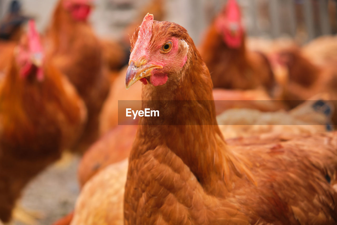 close-up of a hen